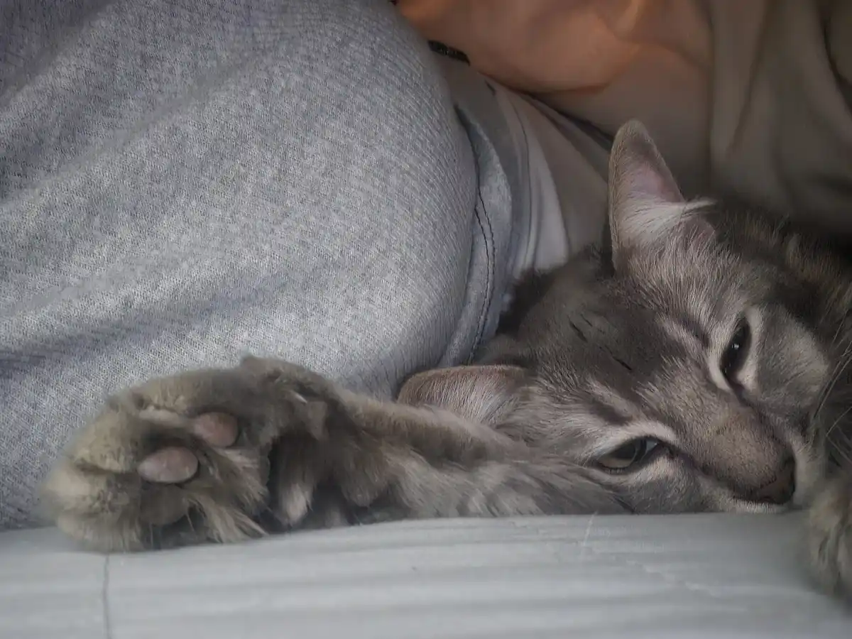 A gray tabby cat is curled up and resting its head on a person's lap, who is wearing gray sweatpants. The cat's paw is…