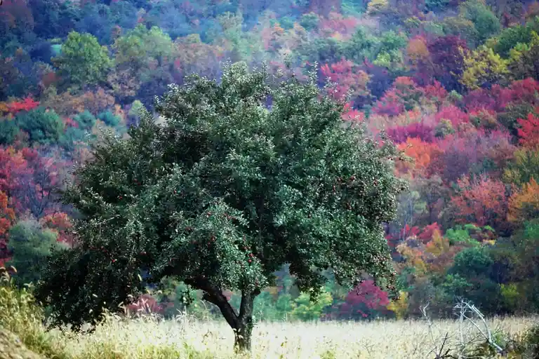 A solitary apple tree laden with fruit stands in a field of dry grass, with a vibrant, multicolored autumn forest in the…