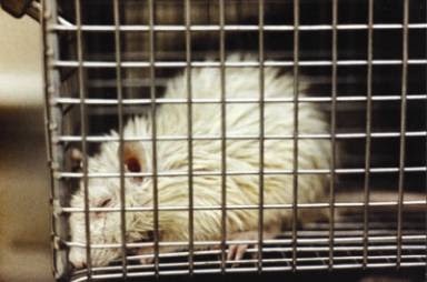 A fluffy white mouse is visible inside a metal wire cage, looking out through the bars. The image has text overlaid that…