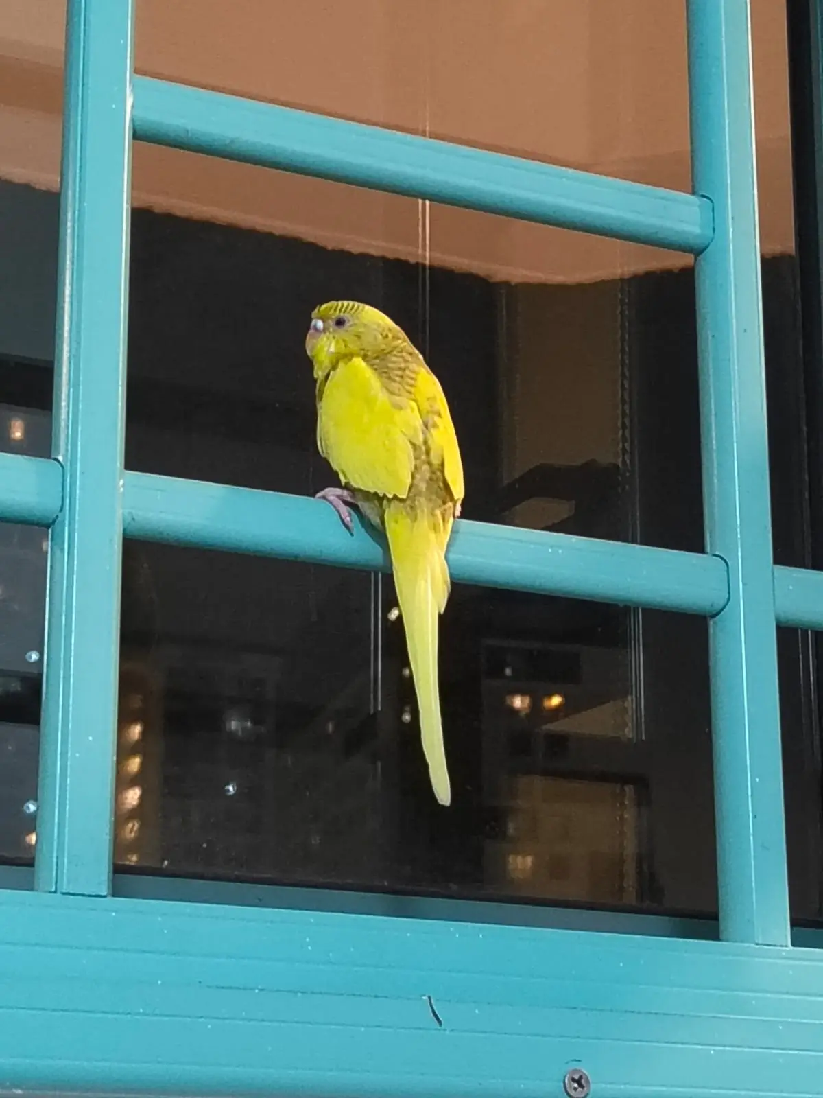 A yellow parakeet with brown markings perches on a teal-colored metal window frame, looking sideways. The overlaid text…