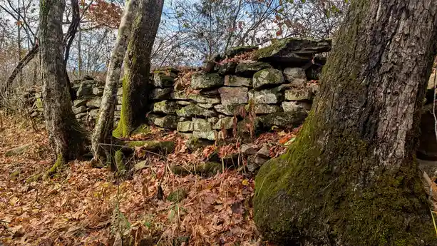 An outdoor photo shows a moss-covered stone wall in a forest with fallen autumn leaves on the ground and around tree trunks…