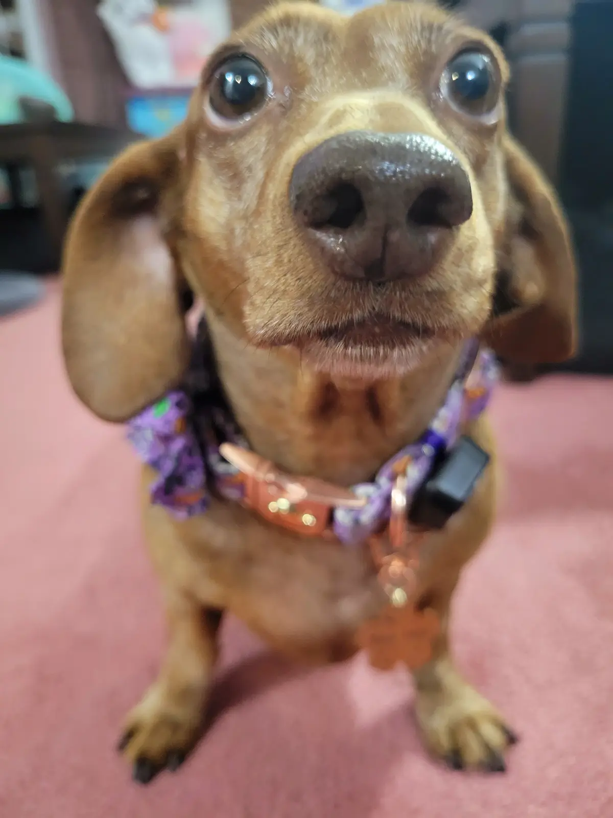 A close-up photo of a brown dachshund with large, expressive eyes looking directly at the camera, wearing a purple patterned…