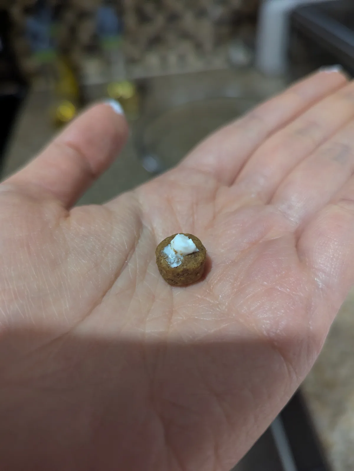 A close-up photo shows a small, round, brown food item, possibly a dog treat or a tiny cookie, resting in the center of an…