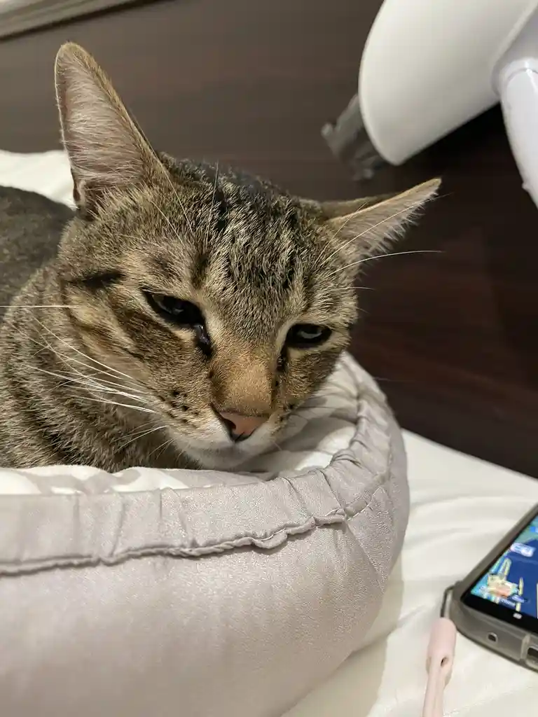 A close-up photo of a tabby cat with dark, tear-stained eyes looking sad and sulky while resting in a light gray pet bed. A…
