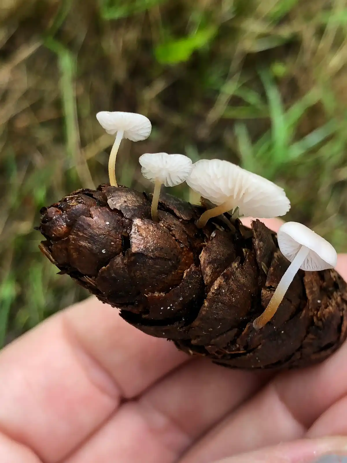 A close-up photo shows a human hand holding a brown, weathered pinecone with four small, white mushrooms sprouting from its…