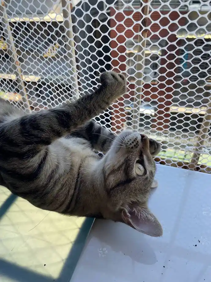 A tabby cat lies on its back on a white surface, paw raised toward a white mesh fence, looking upward with wide eyes. The…