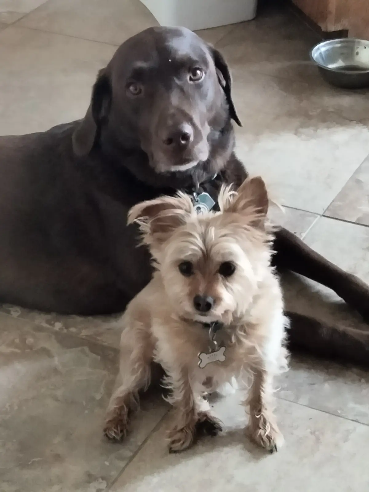 A large chocolate Labrador lies on a tiled floor behind a small, fluffy tan dog that is sitting upright and looking forward…