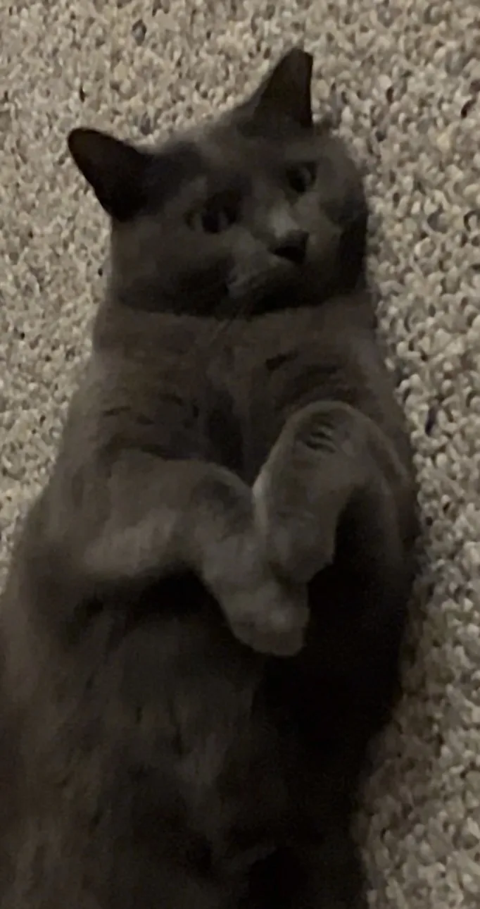 A gray cat lies on its back on a light-colored carpet, looking up with a relaxed expression, its front paws curled near its…