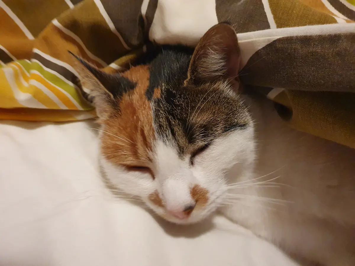 A calico cat with orange, black, and white fur is sleeping peacefully with its eyes closed, partially covered by a patterned…