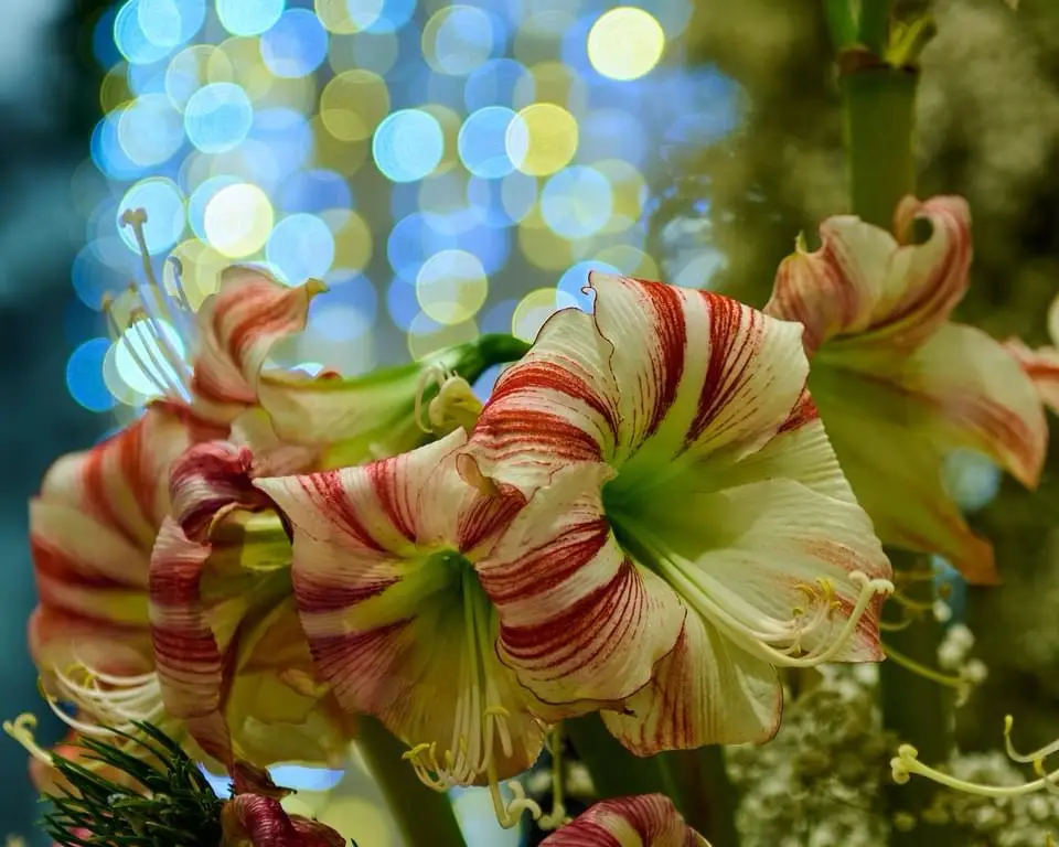 A close-up photograph of several blooming amaryllis flowers with red and cream striped petals, set against a blurred…