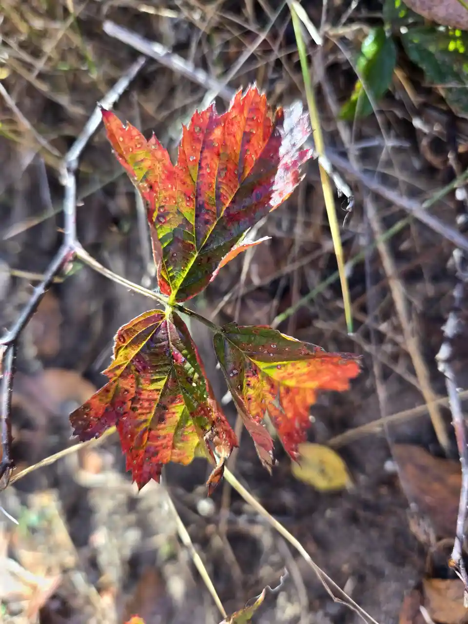 A close-up photo shows three autumn leaves on a thorny stem, displaying vibrant red, orange, and green colors with visible…