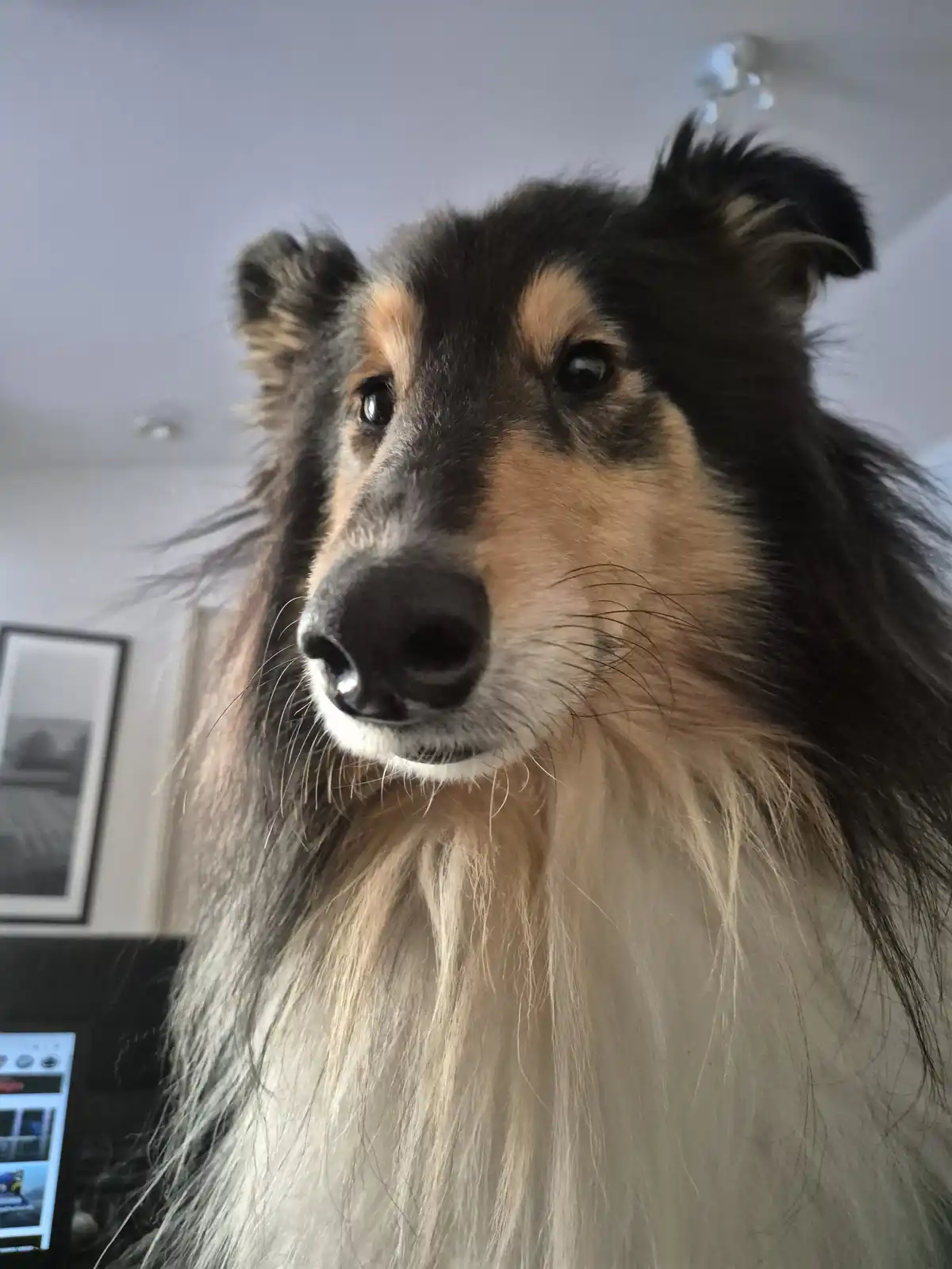 A close-up photo of a fluffy collie dog with dark and tan fur, looking directly at the camera with a serious expression. The…