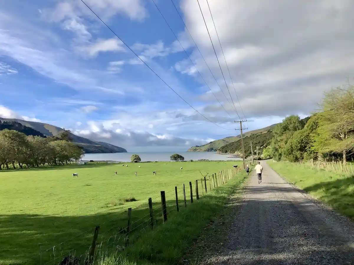 A person walks away down a gravel path in a scenic rural landscape with green fields, grazing cows, and a distant body of…