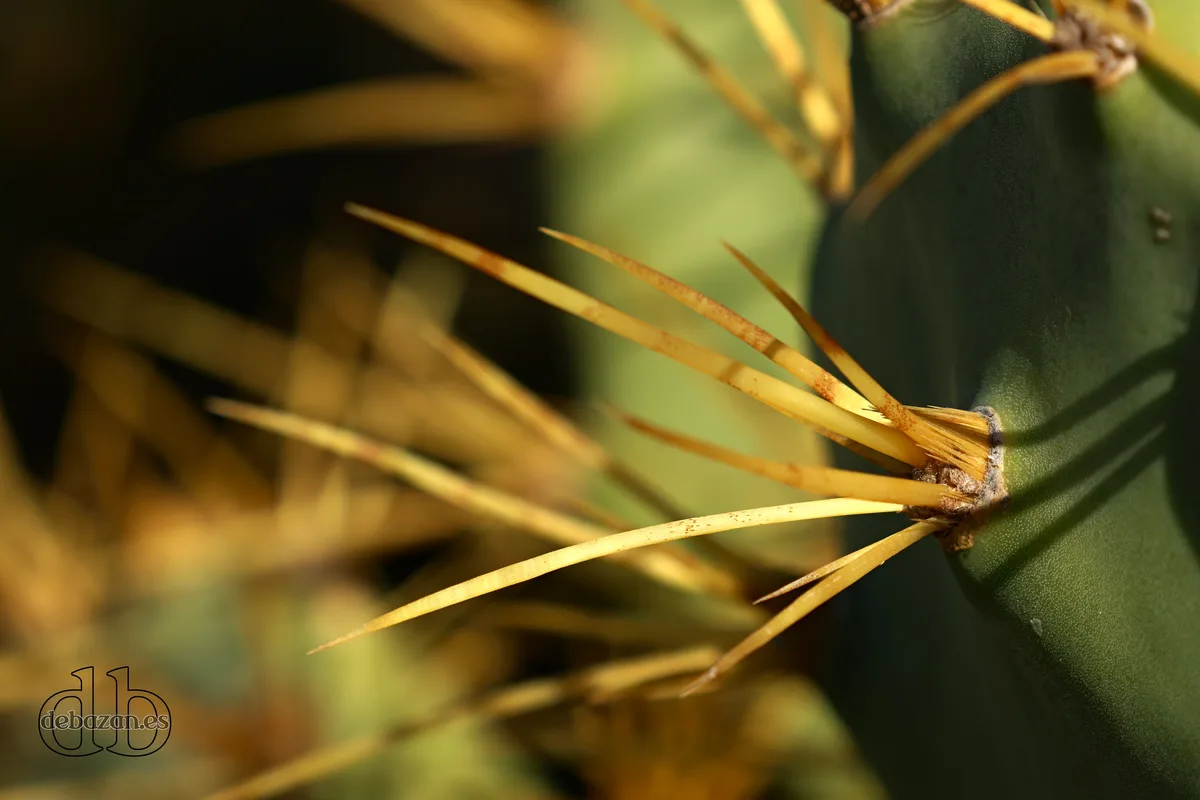 A close-up photograph shows a green cactus with prominent, sharp, yellowish spines radiating from its surface. The…