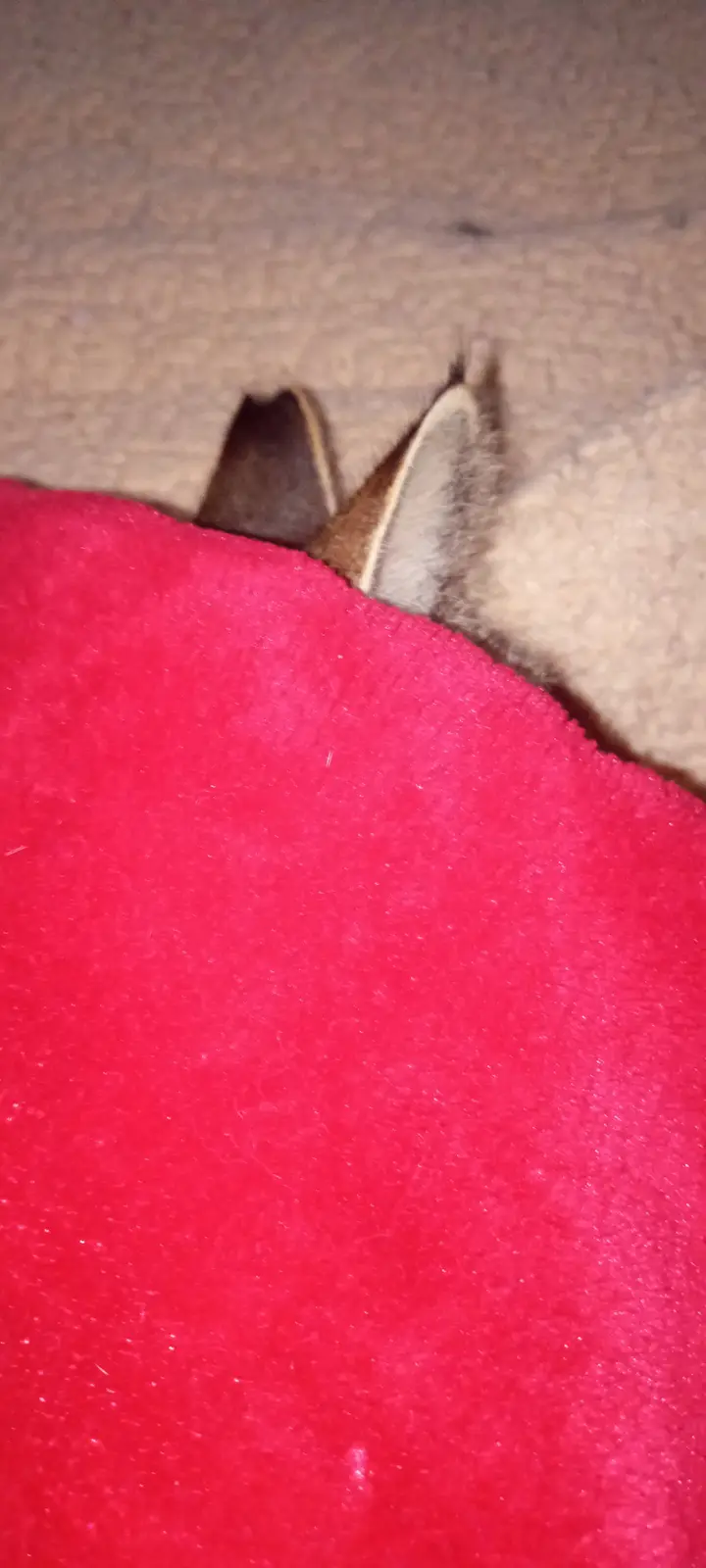 A close-up shot shows the pointed ears of a fox peeking over the edge of a bright pink blanket, with a beige carpet visible…