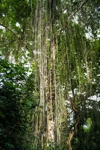 A tall tree in a lush green forest is covered in numerous thin, hanging aerial roots that drape down like strings or vines…