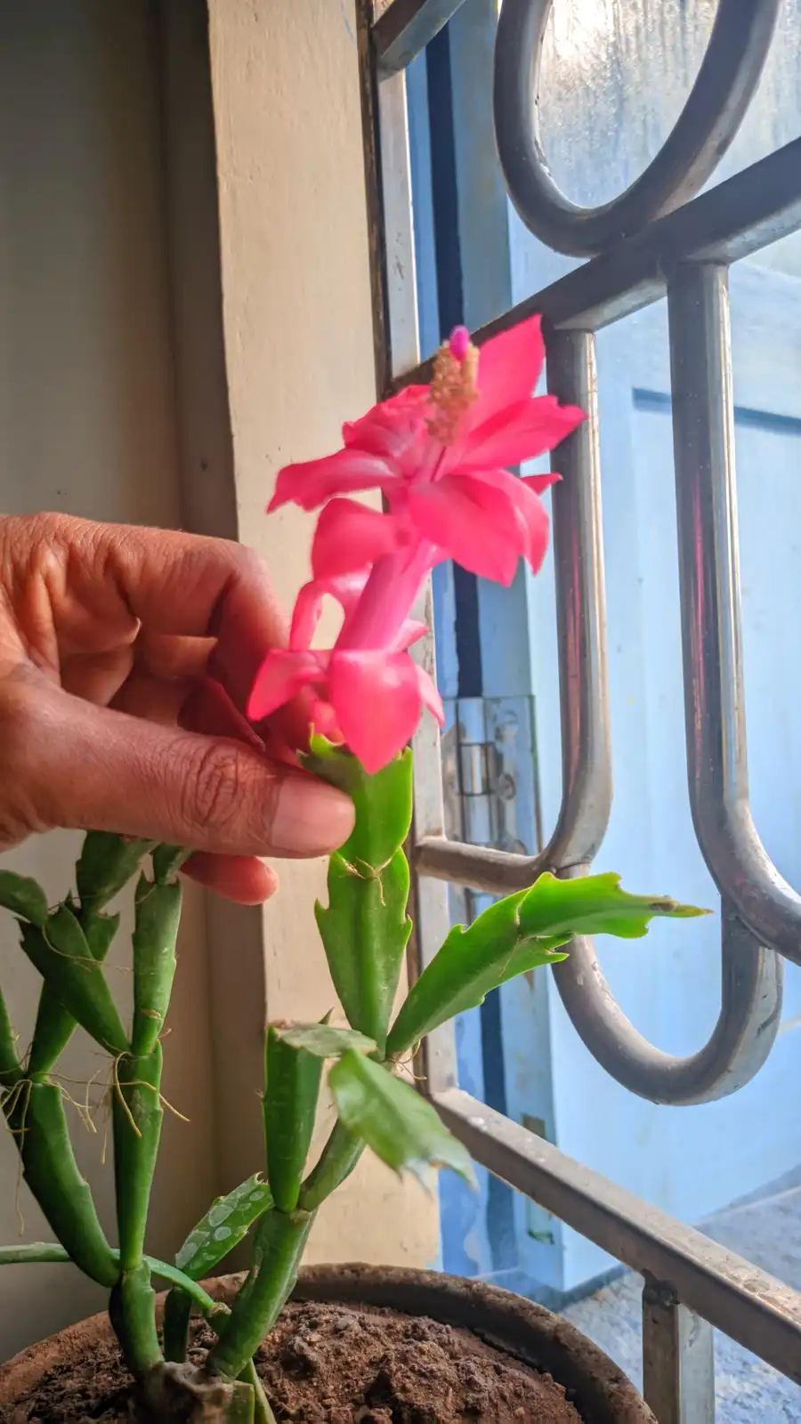 A hand gently holds a vibrant pink flower blooming on a green, segmented cactus plant in a pot. The plant is positioned near…