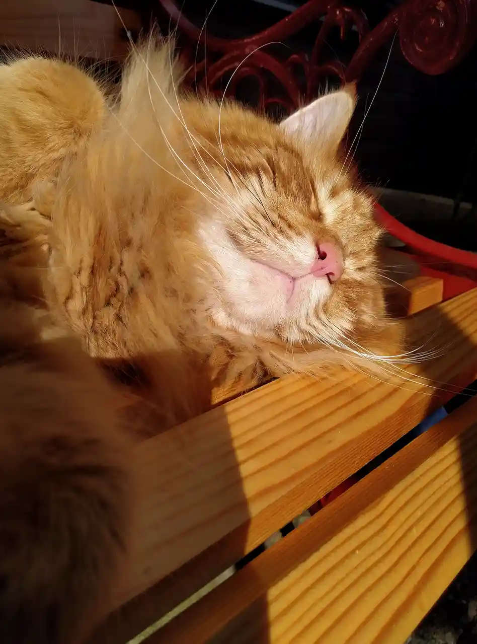 A fluffy orange tabby cat is sleeping soundly on a wooden bench with sunlight highlighting its fur. Behind the cat is a red…