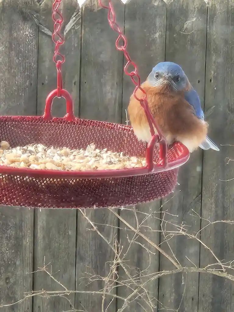 A bluebird with a blue head and orange chest perches on the edge of a red mesh bird feeder filled with seeds, looking…