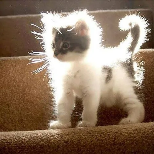 a small black-and-white kitten stands on carpeted stairs, bathed in bright backlighting that makes its fur glow and appear…