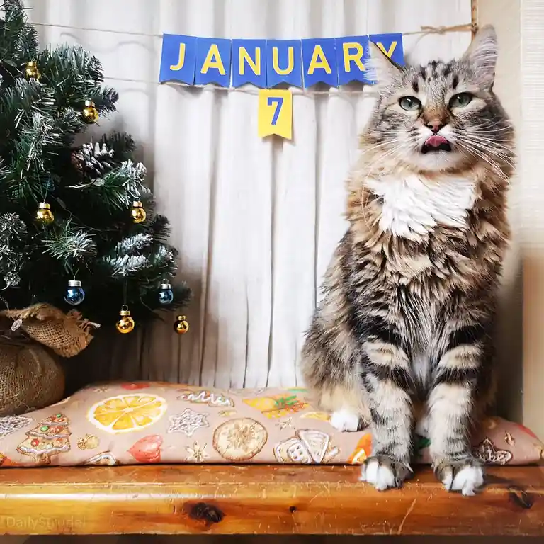 A fluffy tabby cat sits on a wooden surface with a festive pillow, looking annoyed with its tongue slightly out. Behind it…