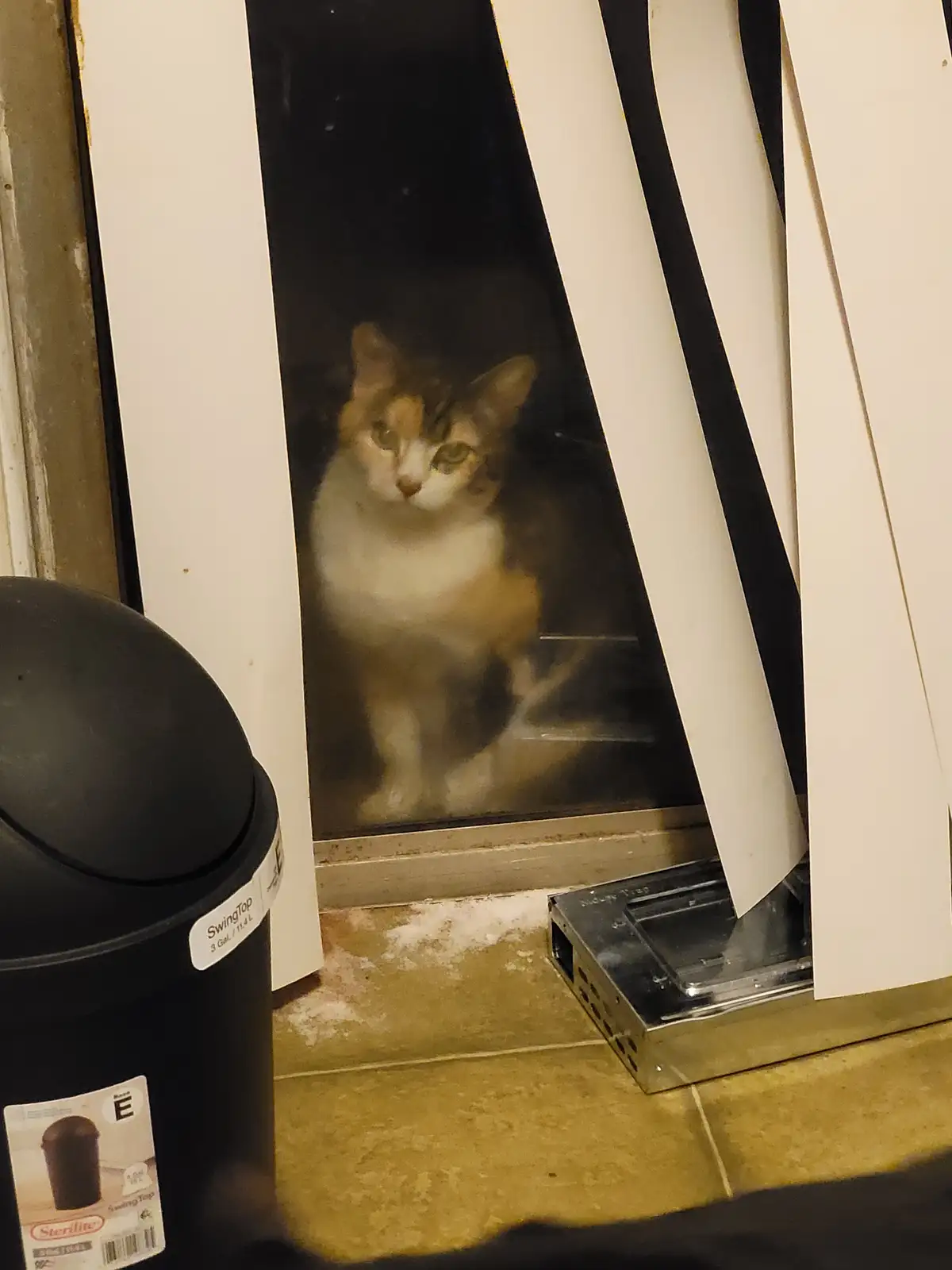 A calico cat with white and orange fur sits outside looking through a glass door, its face pressed against the glass. The…