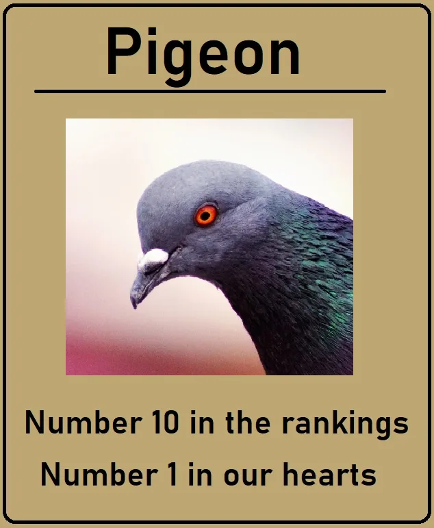 A close-up photo of a pigeon's head with iridescent feathers and a bright orange eye, framed within a beige bordered box…
