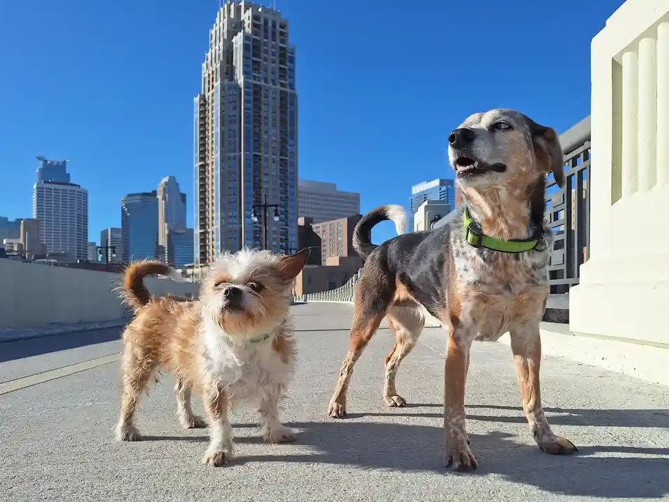 Two dogs stand on a bridge with a city skyline behind them. The larger dog on the right looks upward with an open mouth…