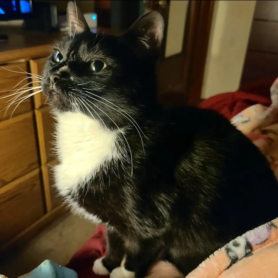 A black-and-white cat with a prominent white chest and paws sits upright, looking upward with wide, alert eyes. The cat's…