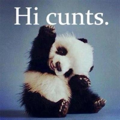 A fluffy, adorable baby panda sits upright against a plain blue background, waving one paw while looking directly at the…