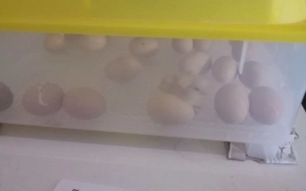 A small, fluffy chick is visible inside a transparent plastic egg incubator with a yellow lid, surrounded by numerous…
