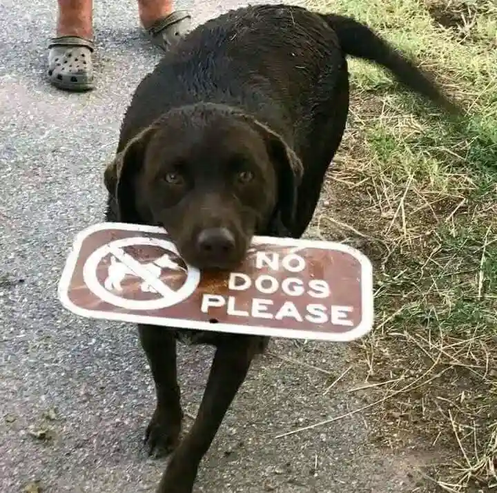 A wet chocolate labrador retriever is holding a brown 'NO DOGS PLEASE' sign in its mouth while standing on a gravel path…