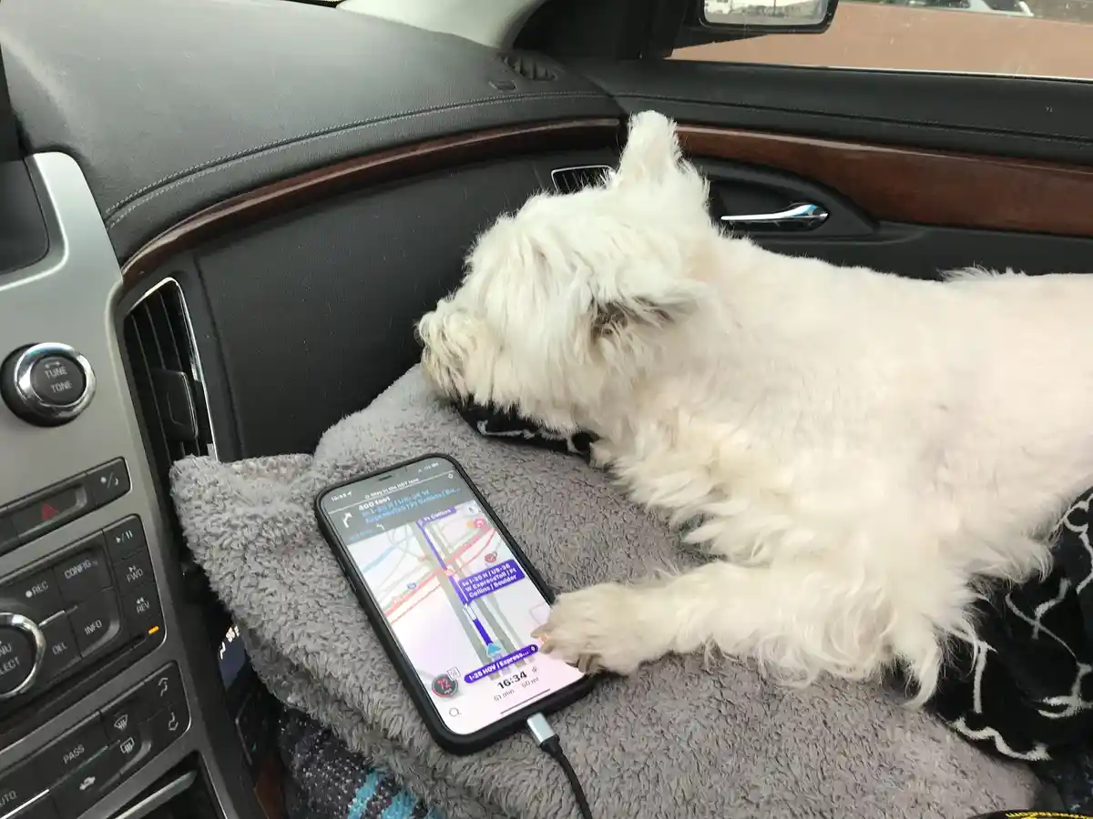 Missing my little co-pilot Lily Bella, but Imgur always has my back