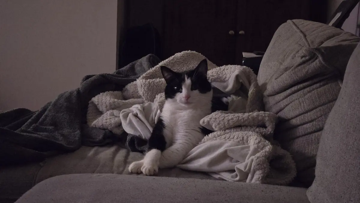 A black and white cat sits calmly on a gray couch, partially covered by a fluffy white blanket, looking directly at the…