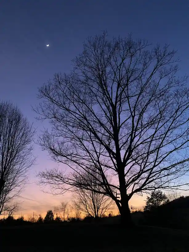 A silhouette of a large, leafless tree dominates a twilight sky, with a crescent moon visible in the upper left. The sky…