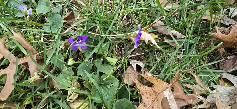 A close-up photo shows several small purple violets blooming among green grass and scattered brown fallen leaves. The…