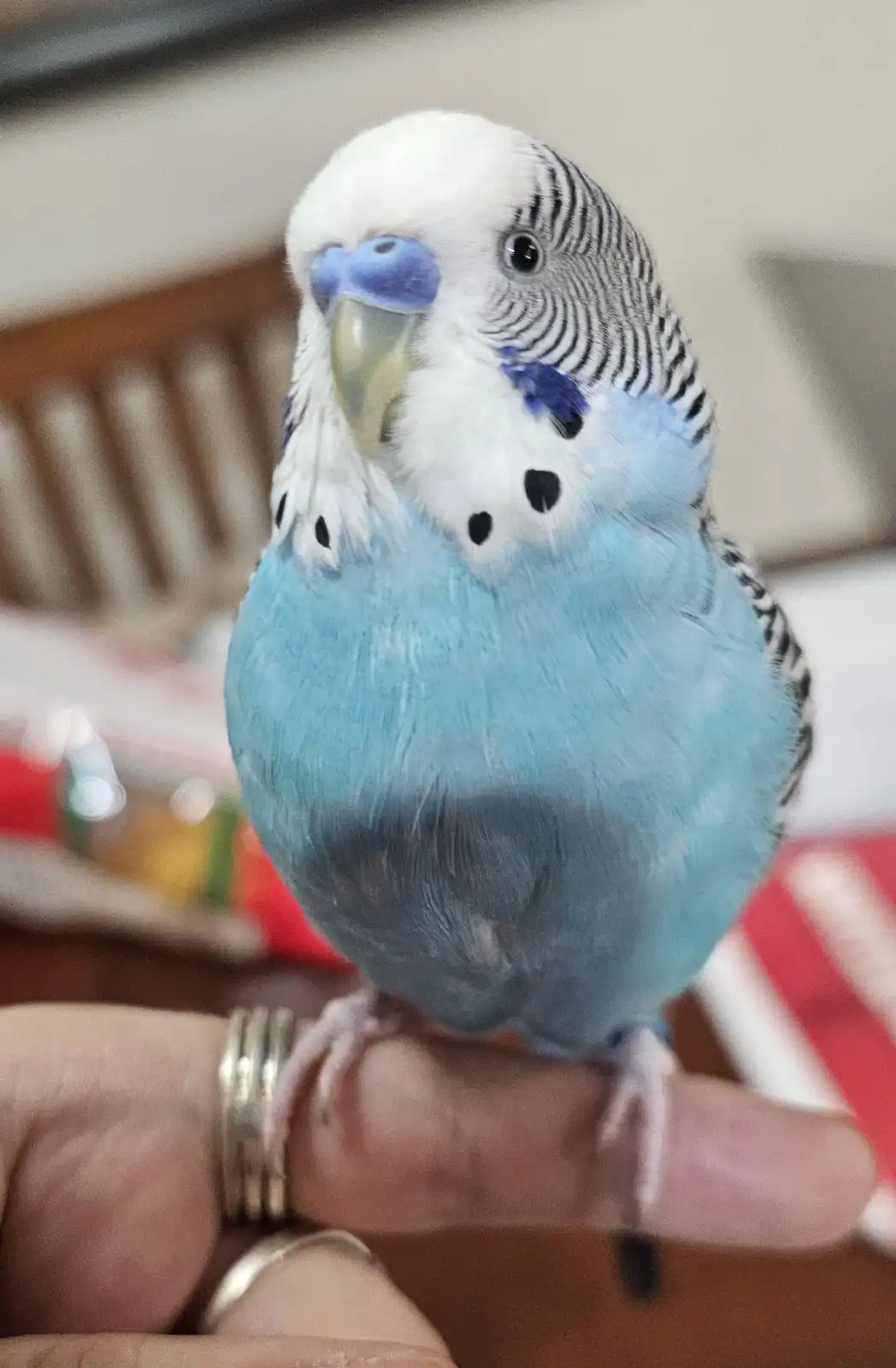 A close-up photo shows a blue and white budgerigar perched on a person's finger, looking directly at the camera with a…