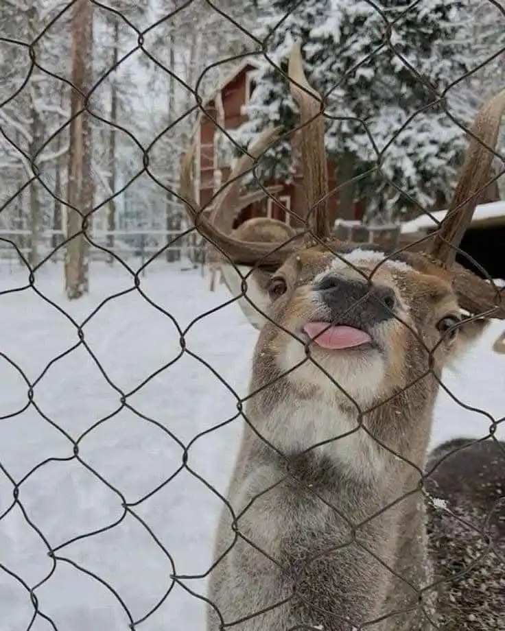 A close-up photo of a deer with large antlers standing behind a chain-link fence in a snowy landscape, looking directly at…