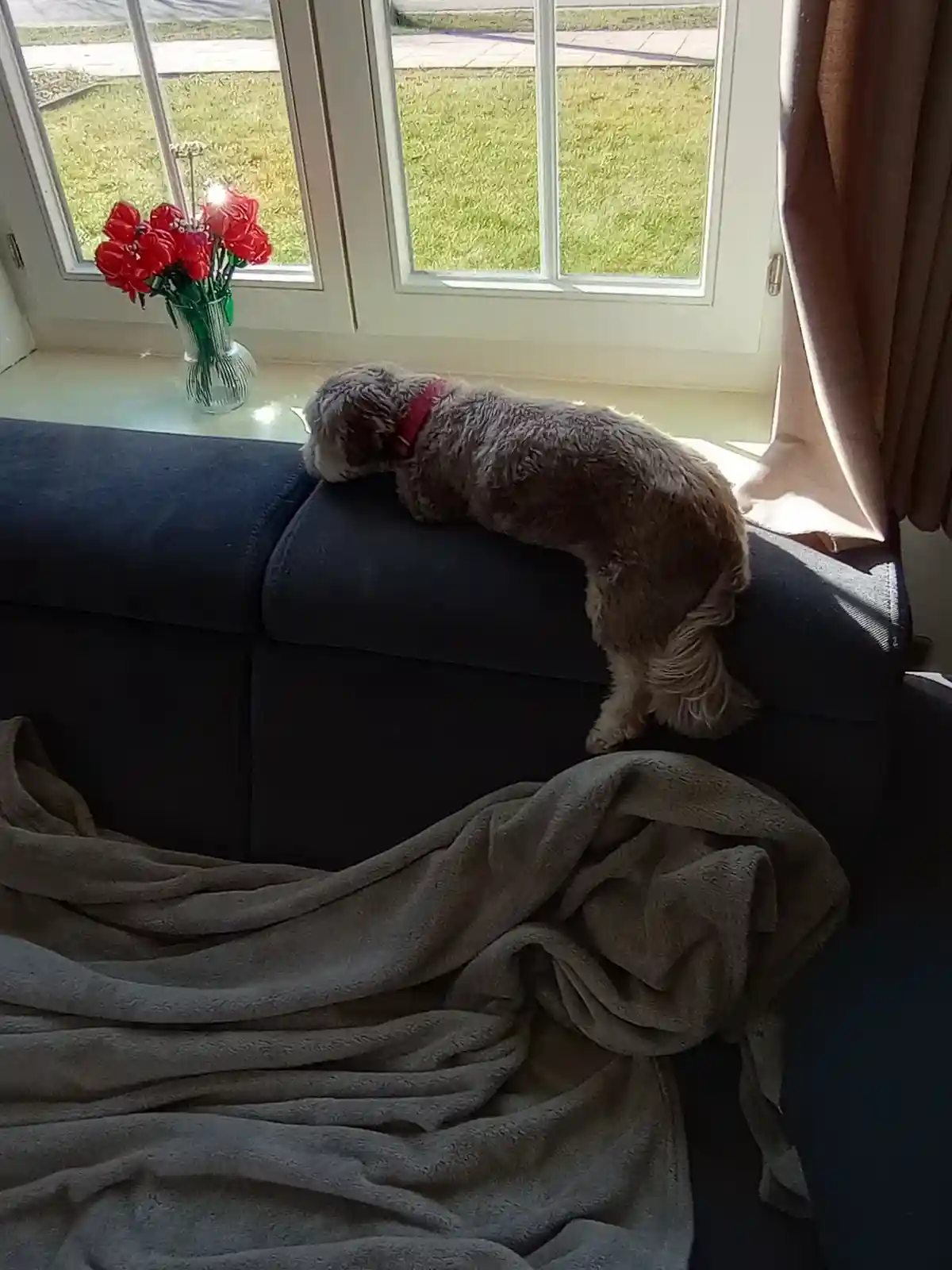 A small, fluffy gray dog with a red collar is perched on the backrest of a dark blue couch, looking out a window at a sunny…