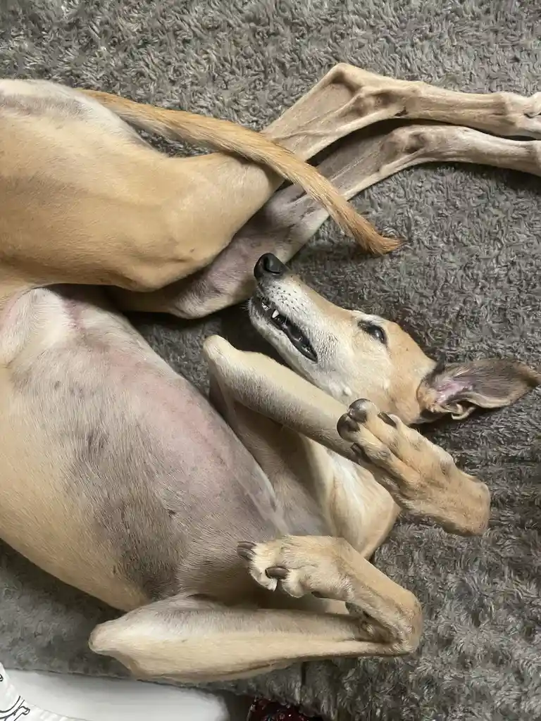 A tan dog lies on its back on a grey carpet, limbs sprawled, head tilted up with mouth slightly open showing teeth…