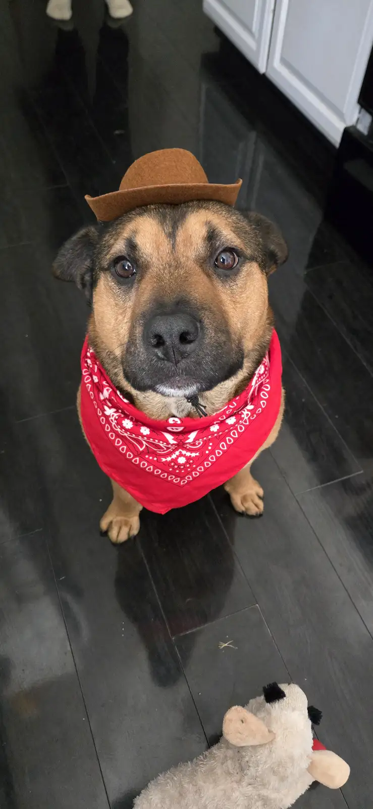A tan and black dog wearing a brown cowboy hat and a red bandana with white patterns looks up at the camera with wide…