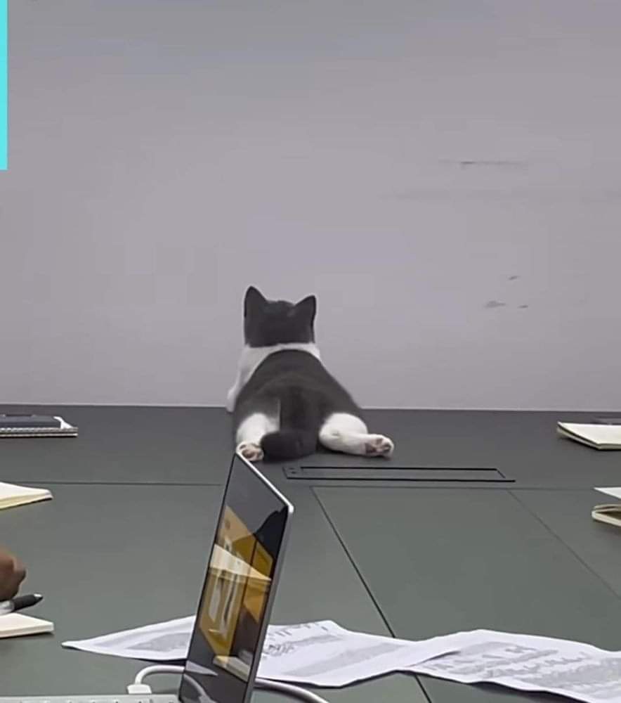 The Adorable Learning Cat: Master of Skills