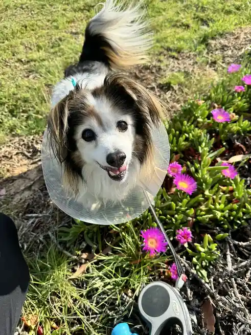 A small, fluffy dog with a white and brown coat is wearing a clear plastic cone collar while standing on grass next to…