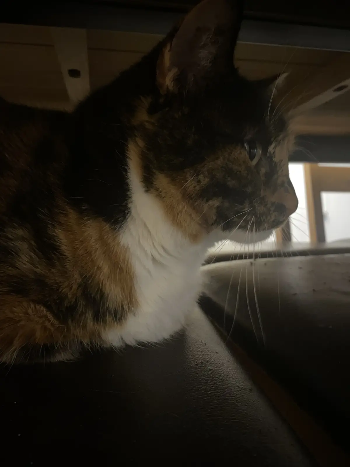 A calico cat with black, orange, and white fur is resting under a piece of furniture, looking off to the side with a calm…