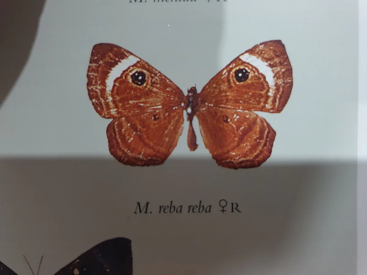 Exploring the Mesosemia reba: A Fascinating Butterfly Species