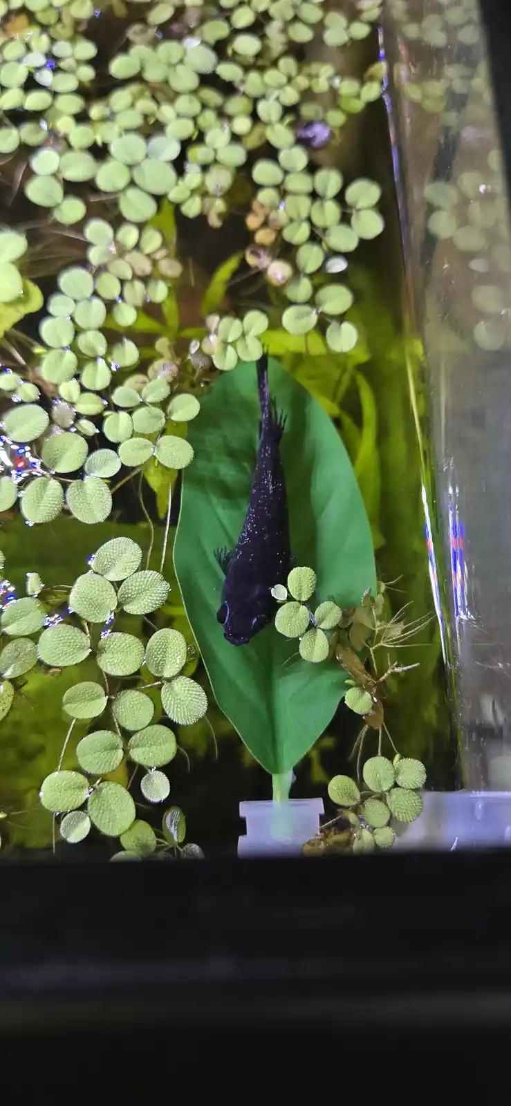 A small, dark-colored fish with white speckles is suspended vertically in an aquarium, surrounded by green aquatic plants…