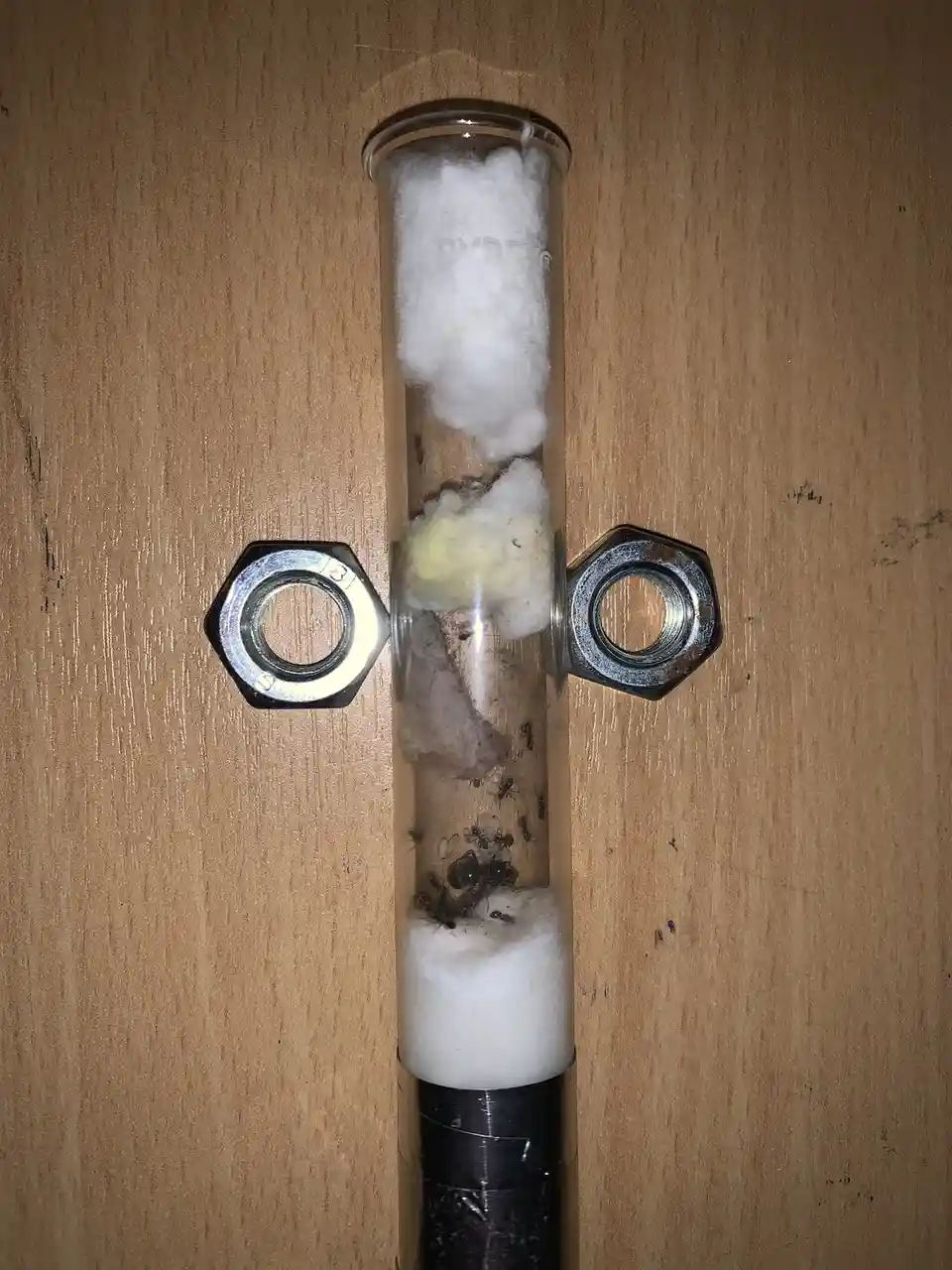 A clear glass tube, held upright by two hexagonal nuts on a wooden surface, contains cotton at both ends and a colony of…