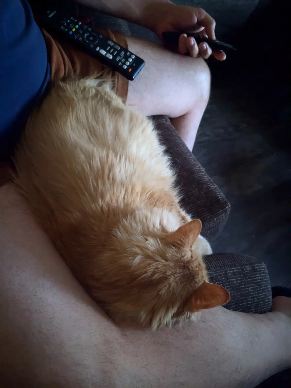 A ginger cat is curled up and sleeping on a person's lap while the person holds a TV remote and a phone. The cat's body is…