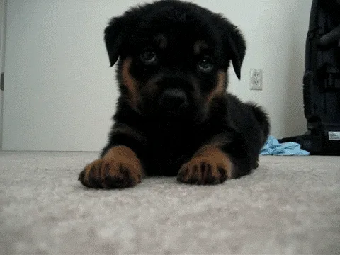 A Rottweiler puppy is shown in six sequential frames, starting by lying down and looking at the camera, then slowly lowering…