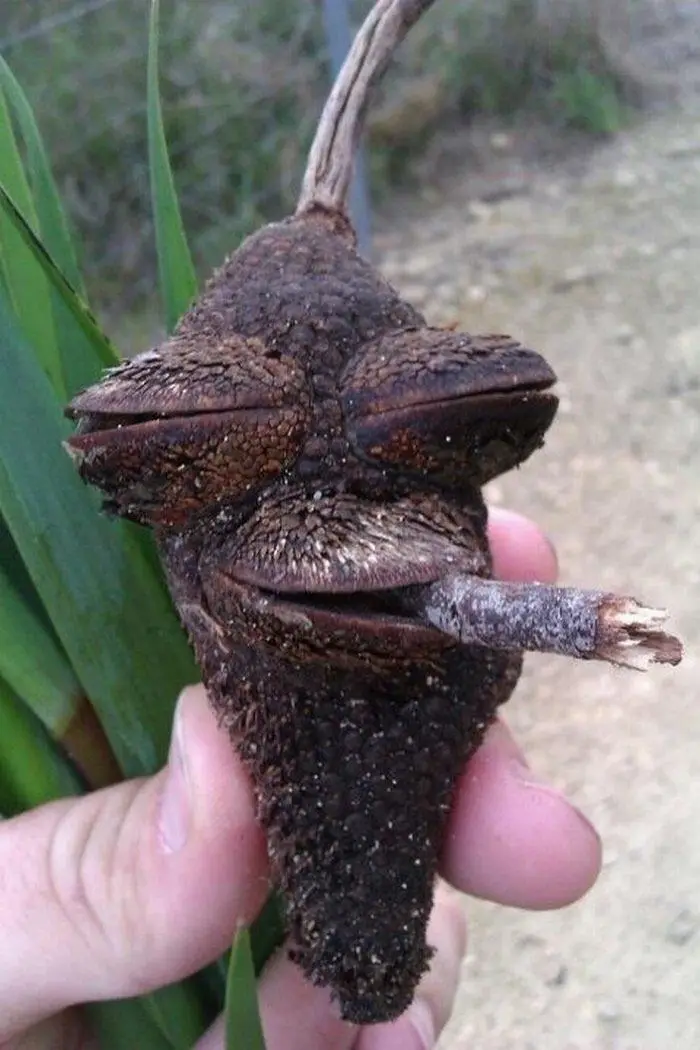 Chill vibes with Relaxing Acorn